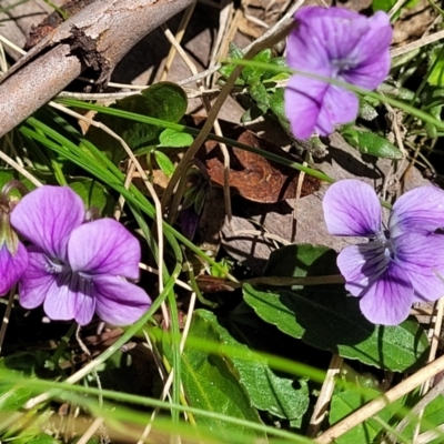 Viola betonicifolia subsp. betonicifolia (Arrow-Leaved Violet) at Tennent, ACT - 9 Oct 2021 by tpreston