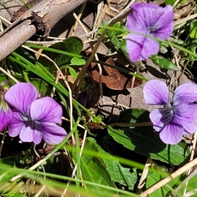 Viola betonicifolia subsp. betonicifolia (Arrow-Leaved Violet) at Tennent, ACT - 9 Oct 2021 by trevorpreston