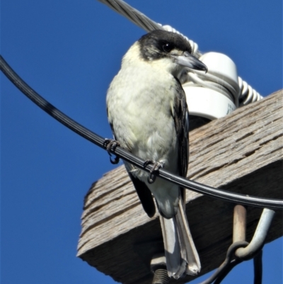 Cracticus torquatus (Grey Butcherbird) at Chapman, ACT - 15 Apr 2021 by ChrisAppleton