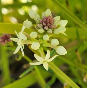 Stackhousia monogyna at Tennent, ACT - 9 Oct 2021