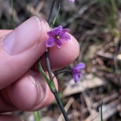 Arthropodium minus (Small Vanilla Lily) at Fargunyah, NSW - 9 Oct 2021 by Darcy