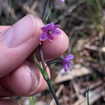 Arthropodium minus (Small Vanilla Lily) at Fargunyah, NSW - 8 Oct 2021 by Darcy