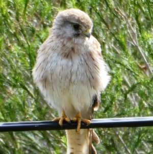 Falco cenchroides at Chapman, ACT - 22 Dec 2020 08:24 AM