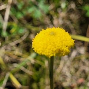 Craspedia variabilis at Tennent, ACT - suppressed