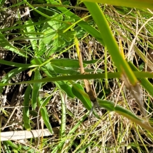 Craspedia variabilis at Tennent, ACT - suppressed