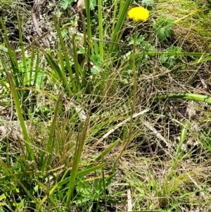 Craspedia variabilis at Tennent, ACT - suppressed