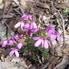 Tetratheca bauerifolia (Heath Pink-bells) at Bungendore, NSW - 9 Oct 2021 by AlexJ