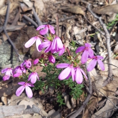 Tetratheca bauerifolia (Heath Pink-bells) at Bungendore, NSW - 9 Oct 2021 by AlexJ