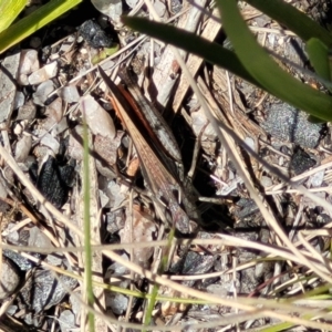 Cryptobothrus chrysophorus at Tennent, ACT - 9 Oct 2021 01:47 PM