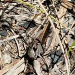 Cryptobothrus chrysophorus at Tennent, ACT - 9 Oct 2021 01:47 PM