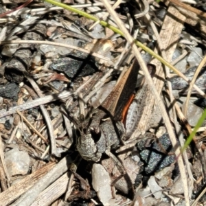 Cryptobothrus chrysophorus at Tennent, ACT - 9 Oct 2021 01:47 PM