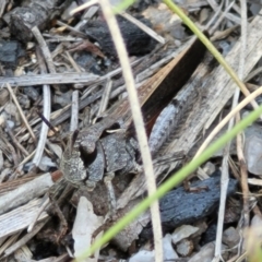 Cryptobothrus chrysophorus at Tennent, ACT - 9 Oct 2021