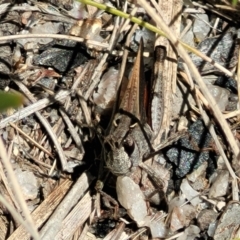 Cryptobothrus chrysophorus at Tennent, ACT - 9 Oct 2021 01:47 PM