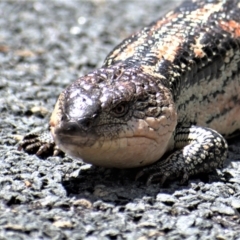 Tiliqua nigrolutea (Blotched Blue-tongue) at Paddys River, ACT - 24 Dec 2020 by Chris Appleton