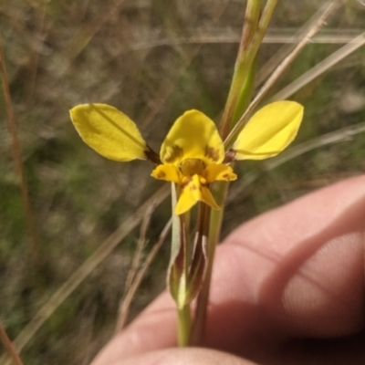 Diuris sp. (hybrid) (Hybrid Donkey Orchid) at Lake George, NSW - 10 Oct 2021 by MPennay