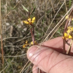 Diuris pardina (Leopard Doubletail) - 1 Jan 1900 by MPennay