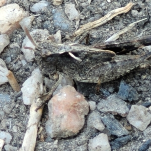 Cryptobothrus chrysophorus at Tennent, ACT - 9 Oct 2021 01:48 PM