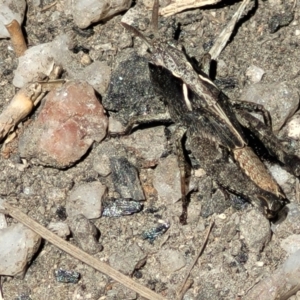 Cryptobothrus chrysophorus at Tennent, ACT - 9 Oct 2021 01:48 PM