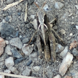 Cryptobothrus chrysophorus at Tennent, ACT - 9 Oct 2021 01:48 PM