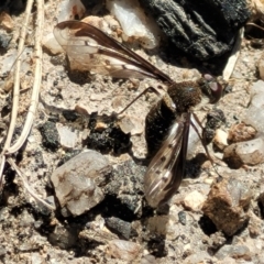 Aleucosia sp. (genus) (Bee Fly) at Tennent, ACT - 9 Oct 2021 by trevorpreston