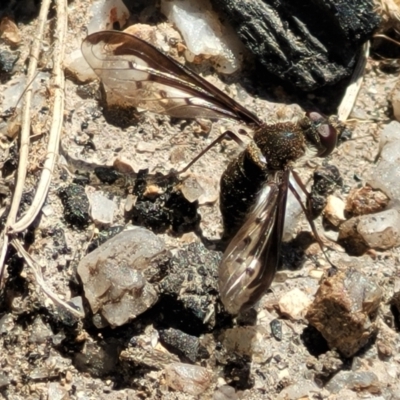 Aleucosia sp. (genus) (Bee Fly) at Tennent, ACT - 9 Oct 2021 by trevorpreston