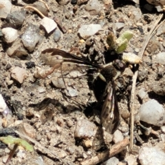 Aleucosia sp. (genus) at Tennent, ACT - 9 Oct 2021