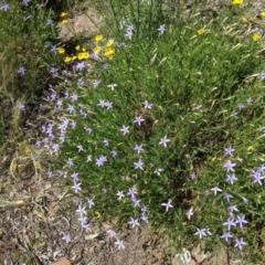 Isotoma axillaris at Fargunyah, NSW - 9 Oct 2021