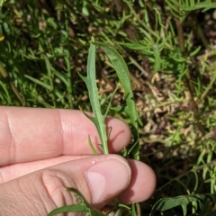 Isotoma axillaris at Fargunyah, NSW - 9 Oct 2021