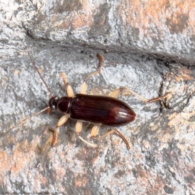 Alleculinae sp. (Subfamily) (Unidentified Comb-clawed beetle) at Bruce, ACT - 7 Oct 2021 by Roger