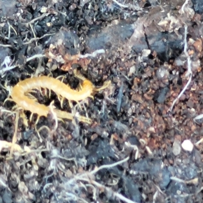 Cryptops sp. (genus) (Blind Scolopendroid Centipede) at Tennent, ACT - 9 Oct 2021 by tpreston