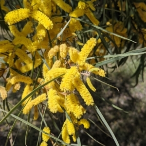 Acacia doratoxylon at Fargunyah, NSW - 9 Oct 2021