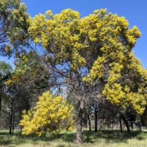 Acacia doratoxylon at Fargunyah, NSW - 9 Oct 2021