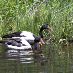 Anseranas semipalmata (Magpie Goose) at Paddys River, ACT - 24 Dec 2020 by ChrisAppleton