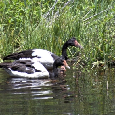 Anseranas semipalmata (Magpie Goose) at Paddys River, ACT - 24 Dec 2020 by ChrisAppleton