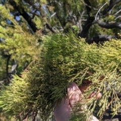 Exocarpos cupressiformis at Fargunyah, NSW - 9 Oct 2021