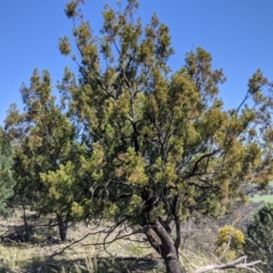 Exocarpos cupressiformis at Fargunyah, NSW - 9 Oct 2021