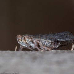 Cixiidae sp. (family) (Cixiid planthopper) at Aranda, ACT - 8 Oct 2021 by Roger