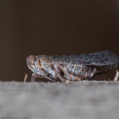 Cixiidae sp. (family) (Cixiid planthopper) at Aranda, ACT - 8 Oct 2021 by Roger