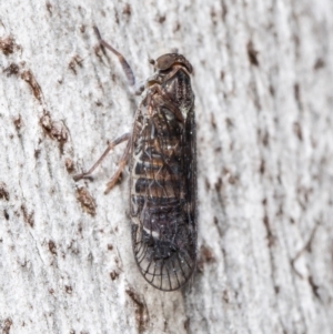Cixiidae sp. (family) at Aranda, ACT - 8 Oct 2021 10:33 AM