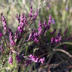 Comesperma ericinum (Heath Milkwort) at MTR591 at Gundaroo - 9 Oct 2021 by MaartjeSevenster