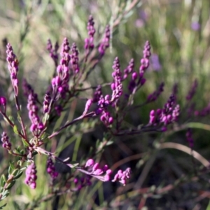 Comesperma ericinum at Gundaroo, NSW - 9 Oct 2021