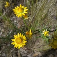 Xerochrysum viscosum (Sticky Everlasting) at Fargunyah, NSW - 8 Oct 2021 by Darcy