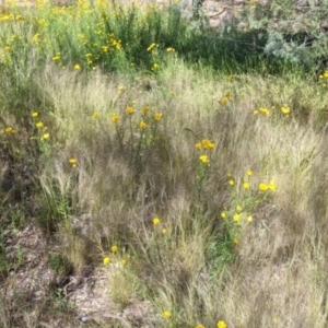 Xerochrysum viscosum at Fargunyah, NSW - 9 Oct 2021