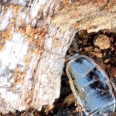 Melanozosteria dookiensis (Dookie woodland cockroach) at Tennent, ACT - 9 Oct 2021 by trevorpreston
