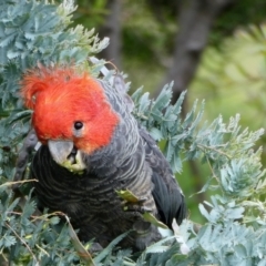 Callocephalon fimbriatum (Gang-gang Cockatoo) at Chapman, ACT - 12 Nov 2020 by Chris Appleton