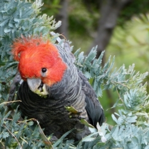 Callocephalon fimbriatum at Chapman, ACT - suppressed