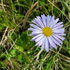 Brachyscome spathulata (Coarse Daisy, Spoon-leaved Daisy) at Tennent, ACT - 9 Oct 2021 by tpreston