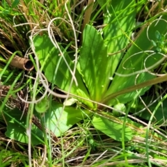 Brachyscome spathulata at Tennent, ACT - 9 Oct 2021 02:04 PM