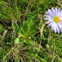 Brachyscome spathulata at Tennent, ACT - 9 Oct 2021 02:04 PM