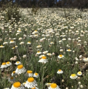 Leucochrysum albicans subsp. tricolor at Watson, ACT - 8 Oct 2021